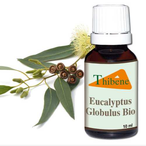 Huile Essentielle Eucalyptus Globulus Huile Essentielle Eucalyptus Globulus
