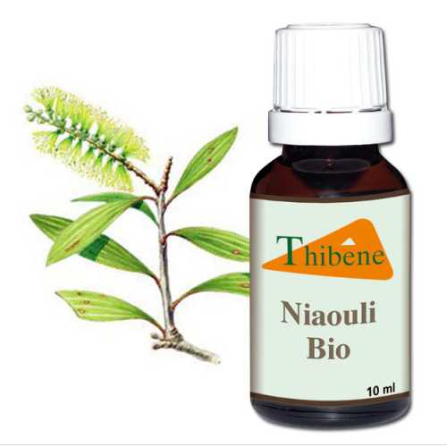 Huile Essentielle Niaouli Huile Essentielle Niaouli